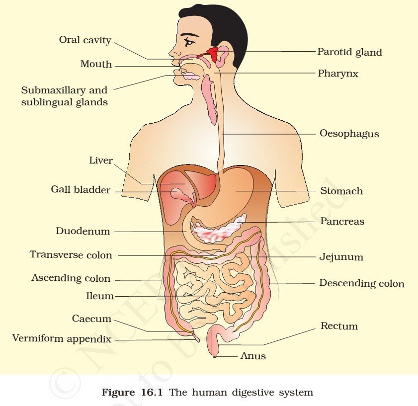 Human Digestive System MCQ